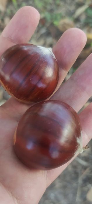 Castanhas qualidade Amarelal
