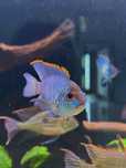 Akara electric blue 5 sztuk 10 cm