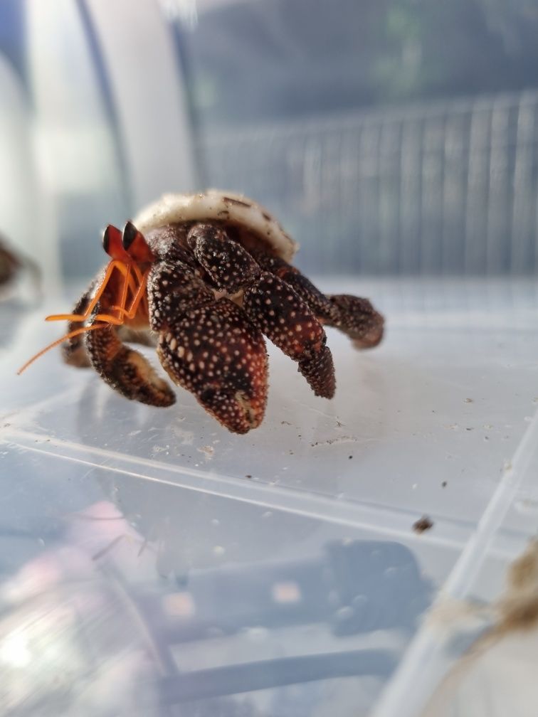 Kraby pustelniki lądowe Coenobita perlatus strawberry duże