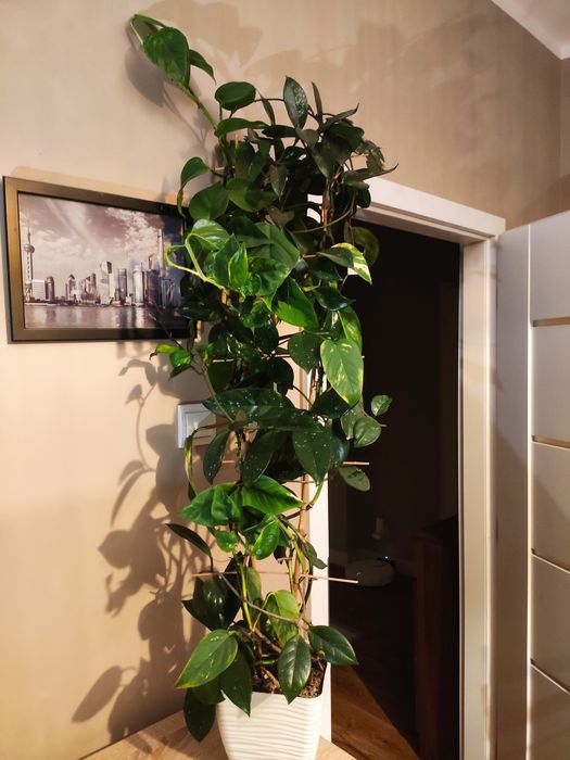 Roślina doniczkowa Hoja + Epipremnum 2w1
