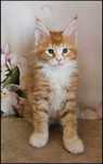 Koteczka Maine Coon Necati