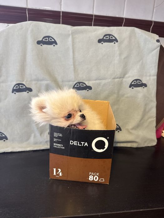 Spitz Alemão Branquinho Pequenino