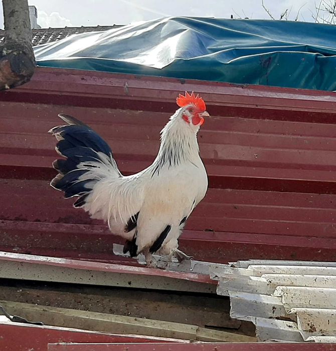 Vende-se galo Nagazaki cruzado com Mil Flores em Mafra/Ericeira