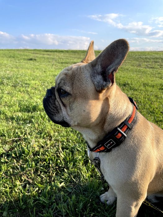 Французький бульдог для в'язки