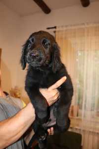 Flat Coated Retriever FCI piesek