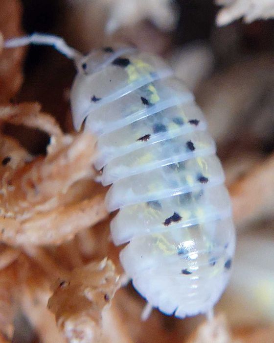 Armadillidium vulgare Magic Potion, isopody, kulanki, 10 szt.