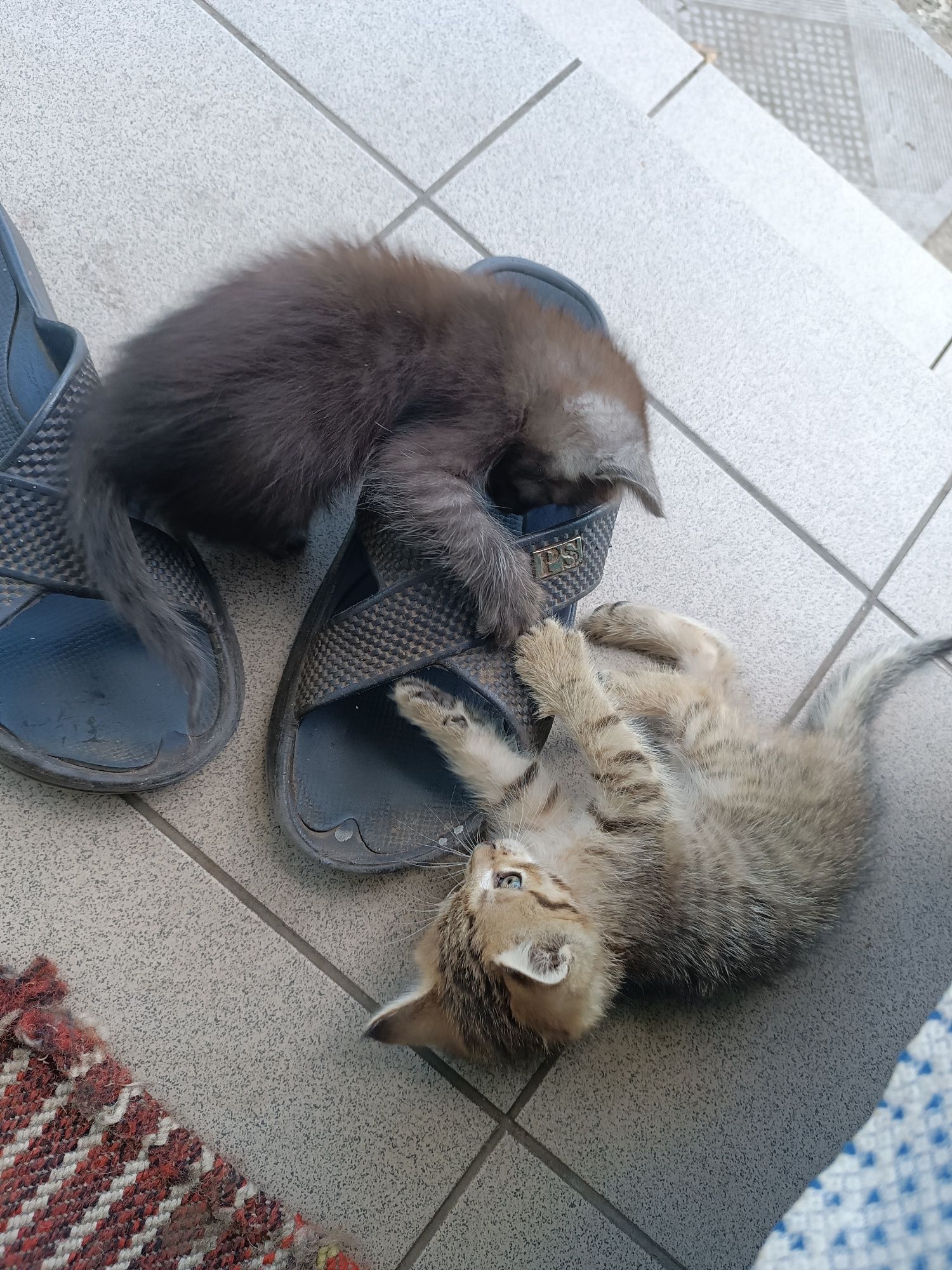 Безкоштовно котята