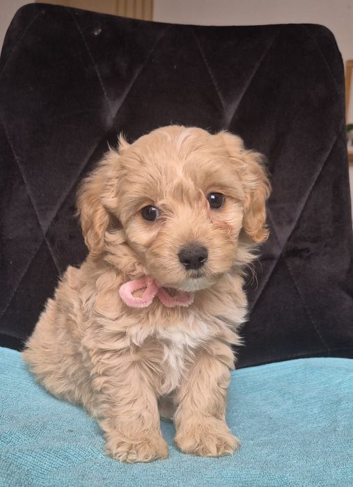 Uroczy piesek Maltipoo szuka kochającego domu!