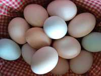 jajka swojskie  mix , zalężone , do spozycia i do inkubatora