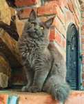 Majestatyczny Maine Coon do pokochania! MUFIN gotowy na nową rodzinę