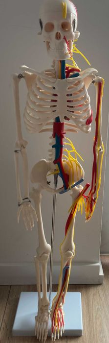Szkielet człowieka do nauki anatomii/biologii. (Model Anatomiczny)