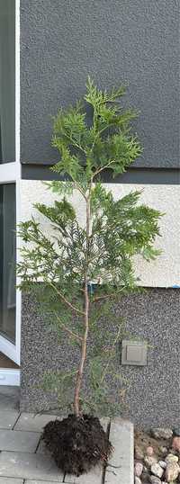 Thuja brabant 80-90 cm zestaw 16 szt.