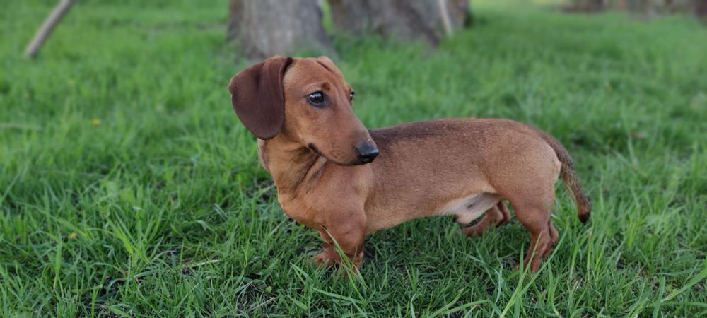 Молодий холостяк-кабель такси шукає даму серця