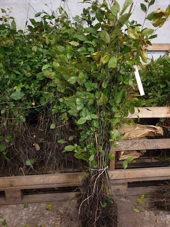 GRAB Pospolity 100-150 cm sadzonki na żywopłot lub zalesienia