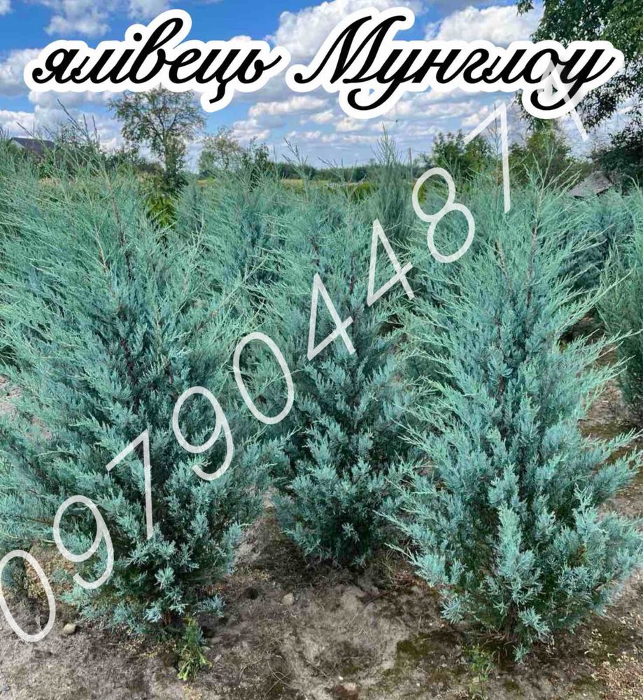 туя Смарагд  1.4 м -1.5 м ялівець,ялини,кіпариси