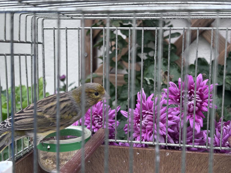 Vendo canário macho deste ano