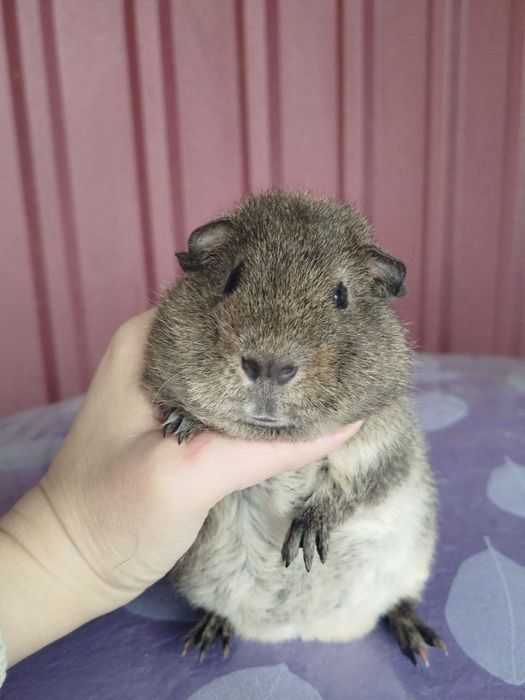 Морская свинка. Тедди. Мальчик