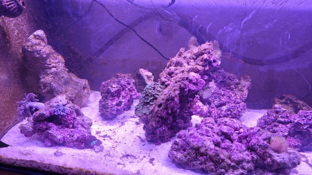 Skała z koralowcami wrośnięte na stałe