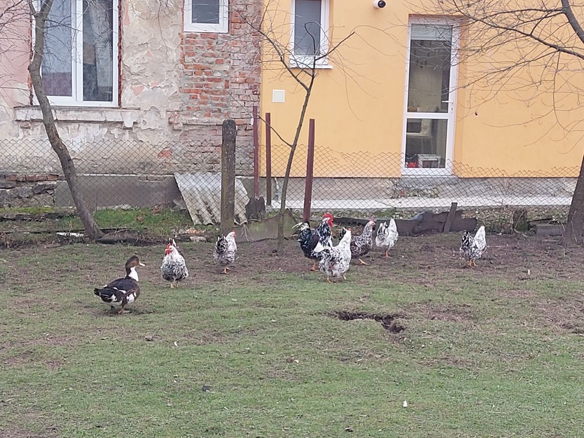 Лівенська ситцева інкубаційні яйця