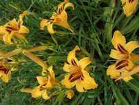 Liliowce i liliowce 10 szt