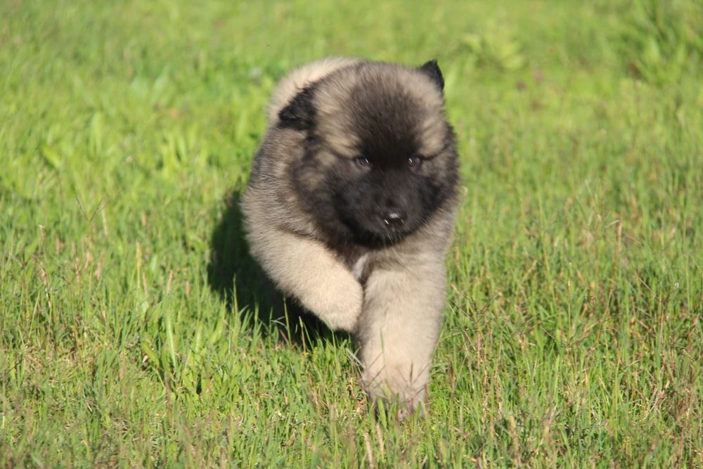 Cachorro Serra da Estrela