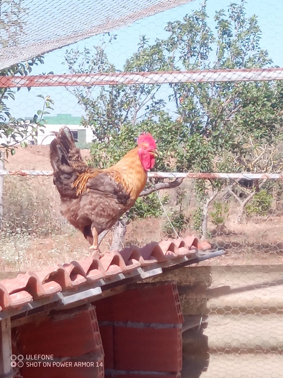 Galinha poedeira e galo do campo