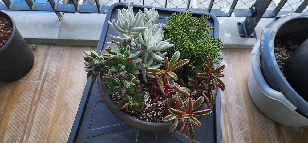 Plantas Suculentas Naturais