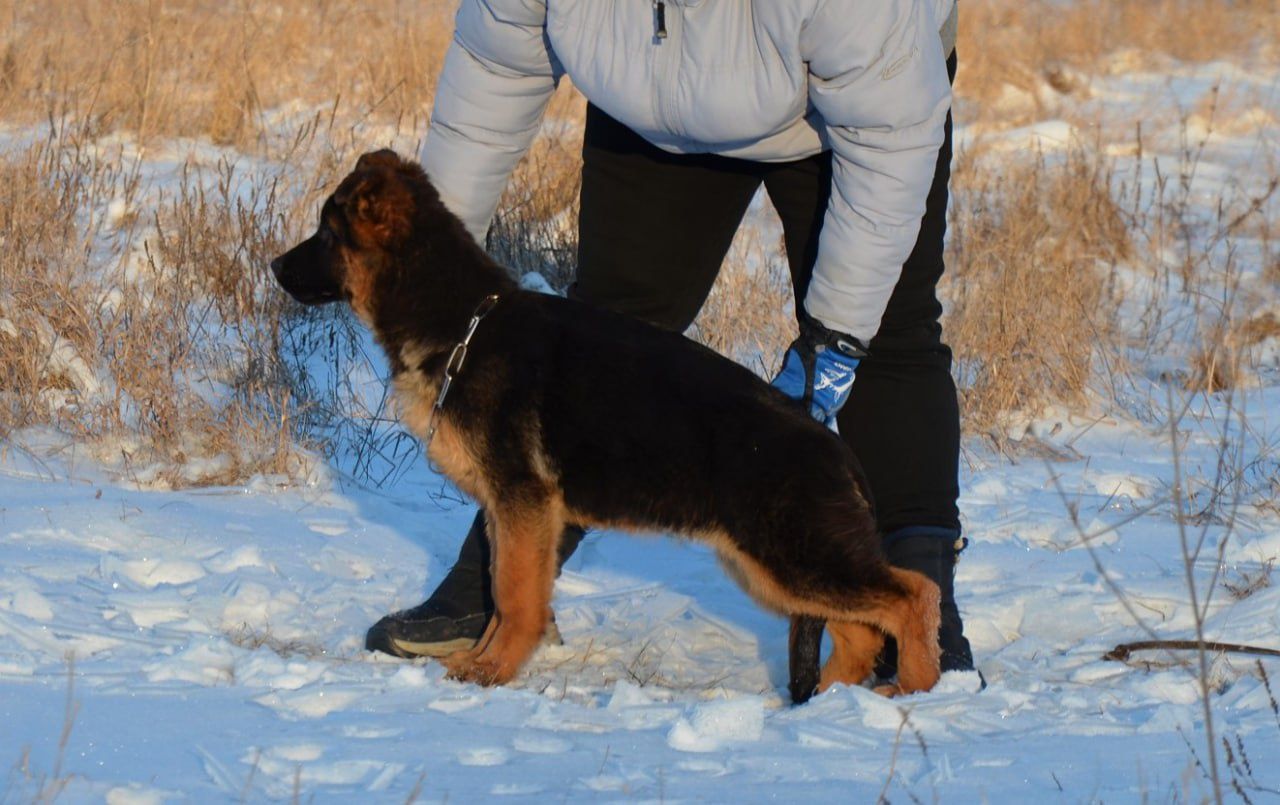 Очень красивая сука НО.