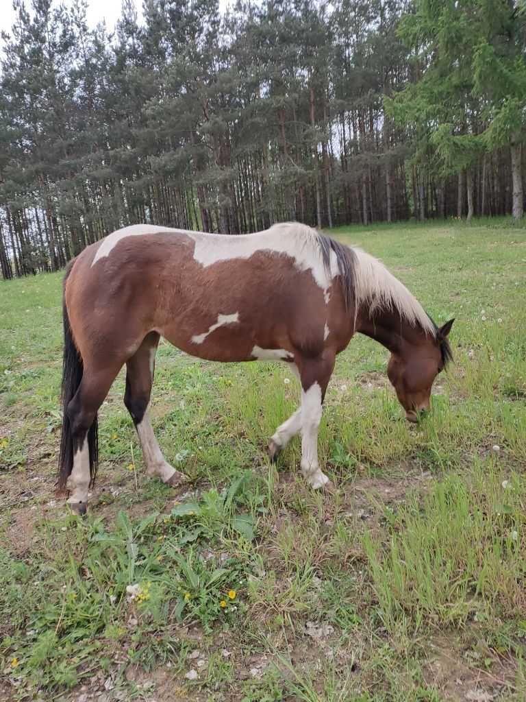 Sprzedam klacz 3-letnią APH