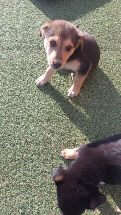 Pieski szukają domu Za darmo