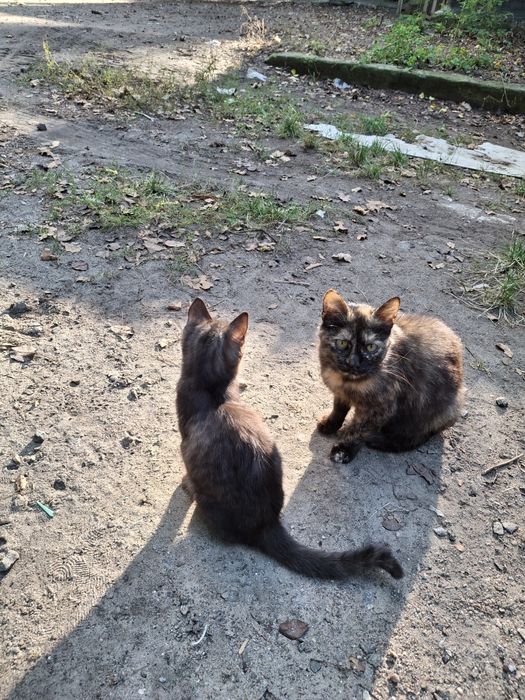 Кошенята,2,5 місяці, хлопчик , дівчинка