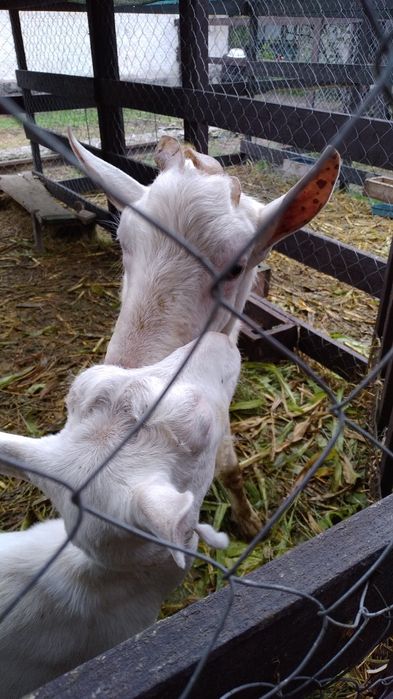 Кози розведення,утримання