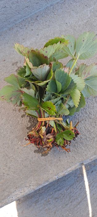 Truskawki Roksana sadzonki z flancy