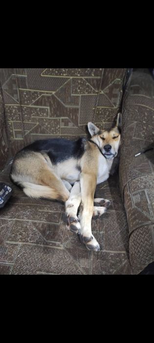 Пропав песик! Прошу повернути за винагороду!