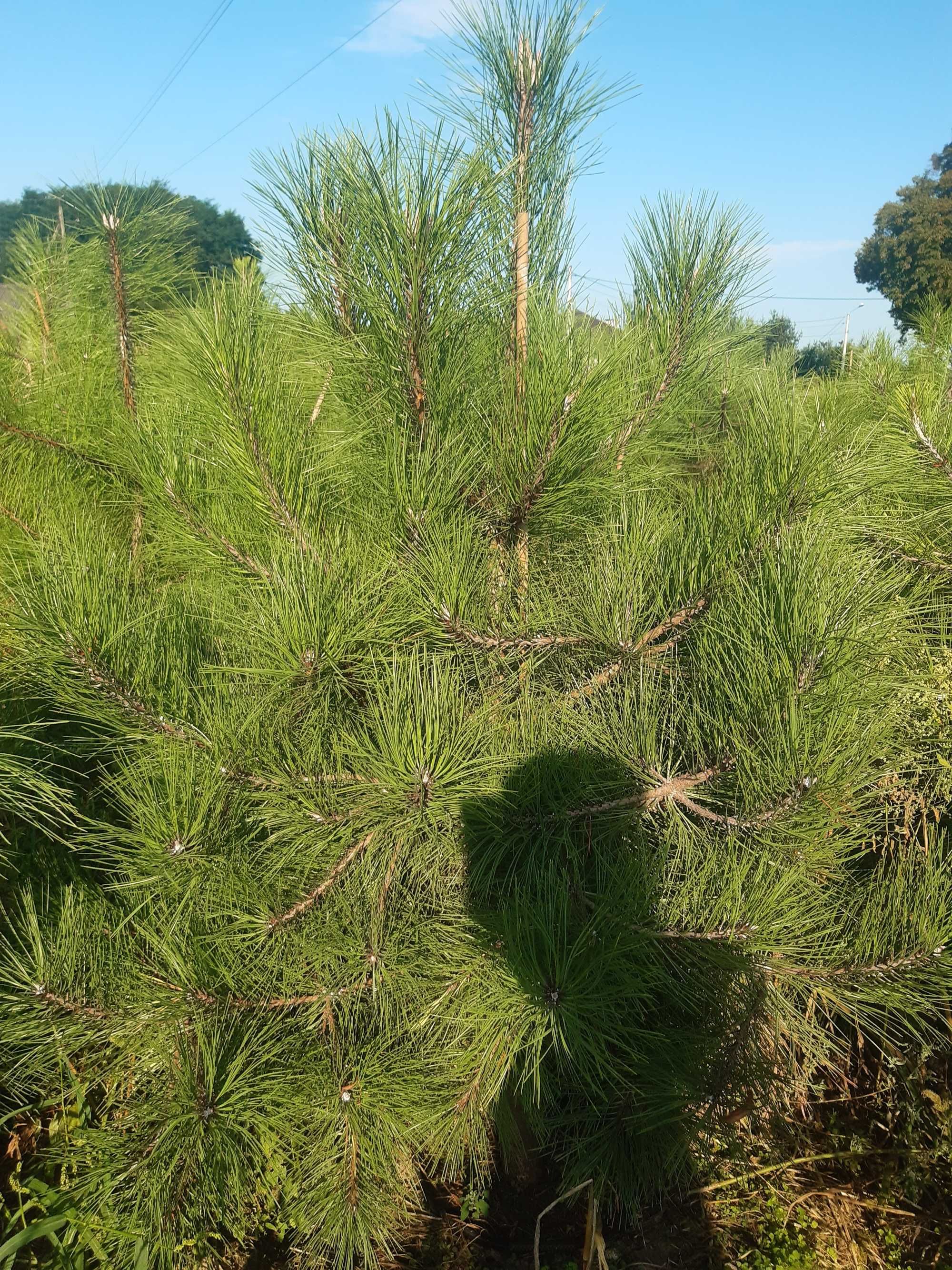 Sosna żółta panderosa 200cm