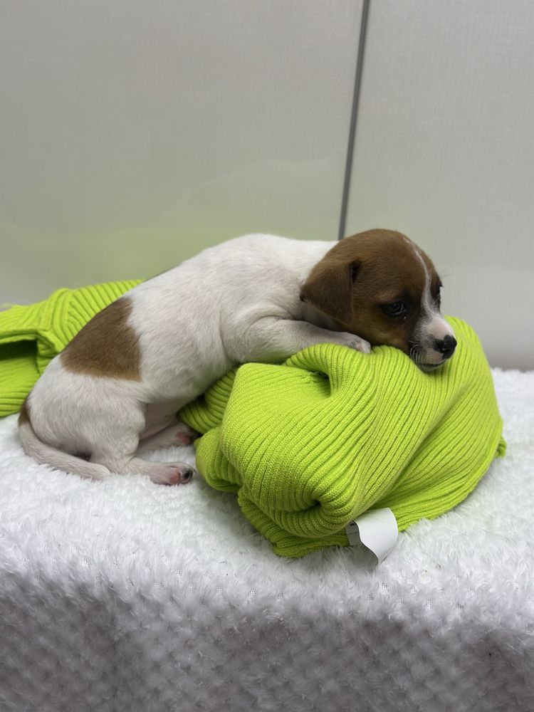 Piesek Szczeniak Jack Russell Terrier gotowy do odbioru z Rodowodem