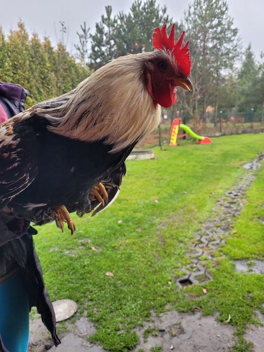 Kogut młody biało czarne