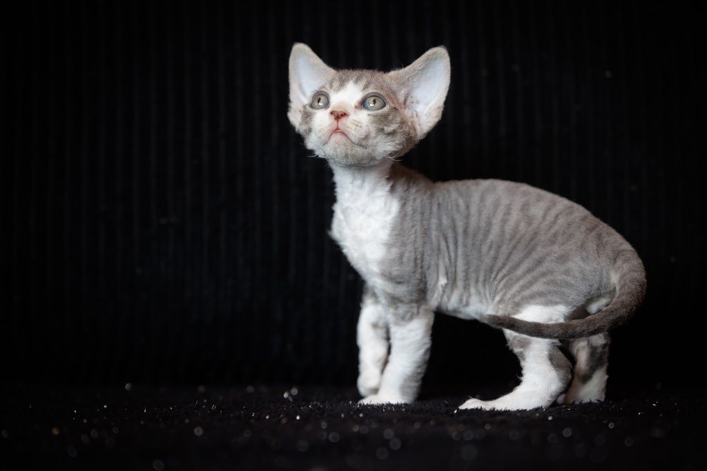 Devon Rex* chłopczyk* Erwin* niebieski bicolor pręgowany