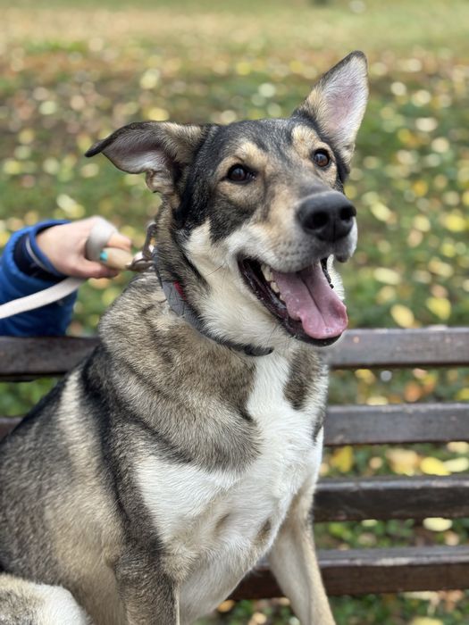 Собака з притулку рлзмір доберма