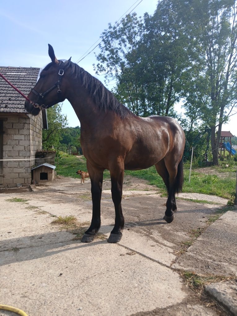 Sprzedam klacz pół Śląską