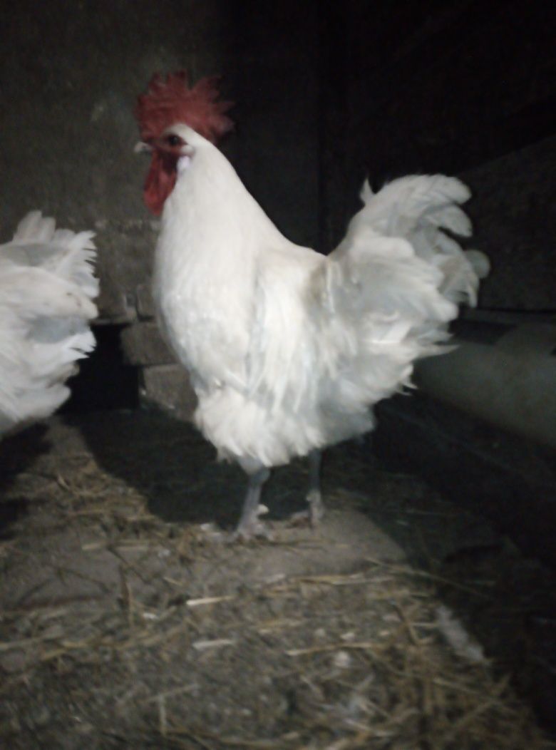 Кури курчата циплята інкубаційне яйце Бресс Гальський.