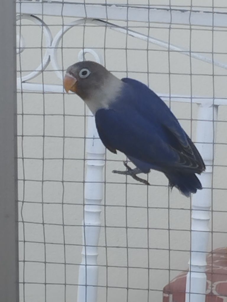 Agapórnis muito lindo
