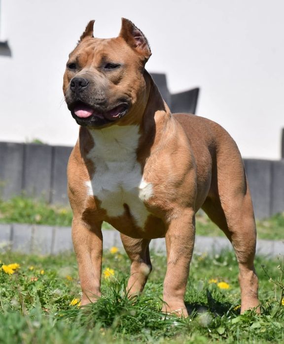 Suczka Amstaff do odbioru