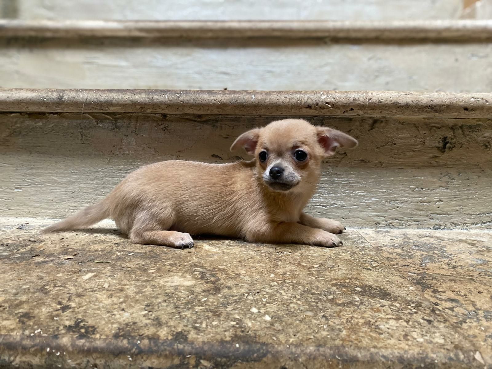 Krótkowłosy  Chihuahua szczeniak piesek , Śląsk