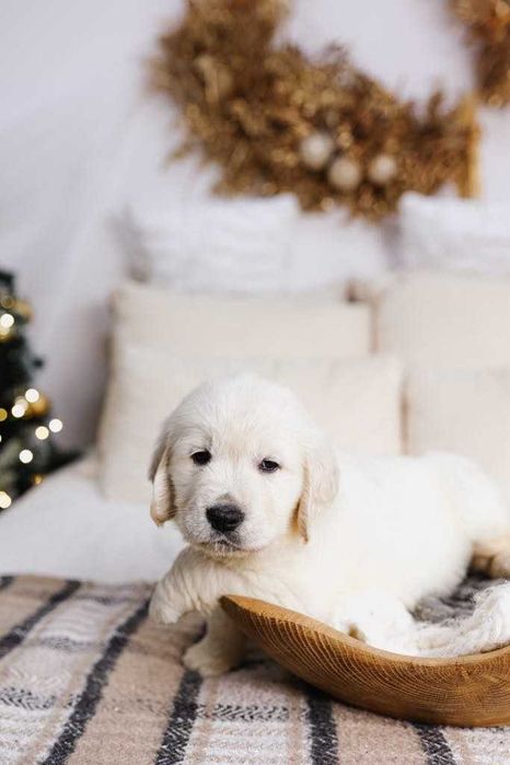 Szczeniak Golden Retriever FCI ZKwP