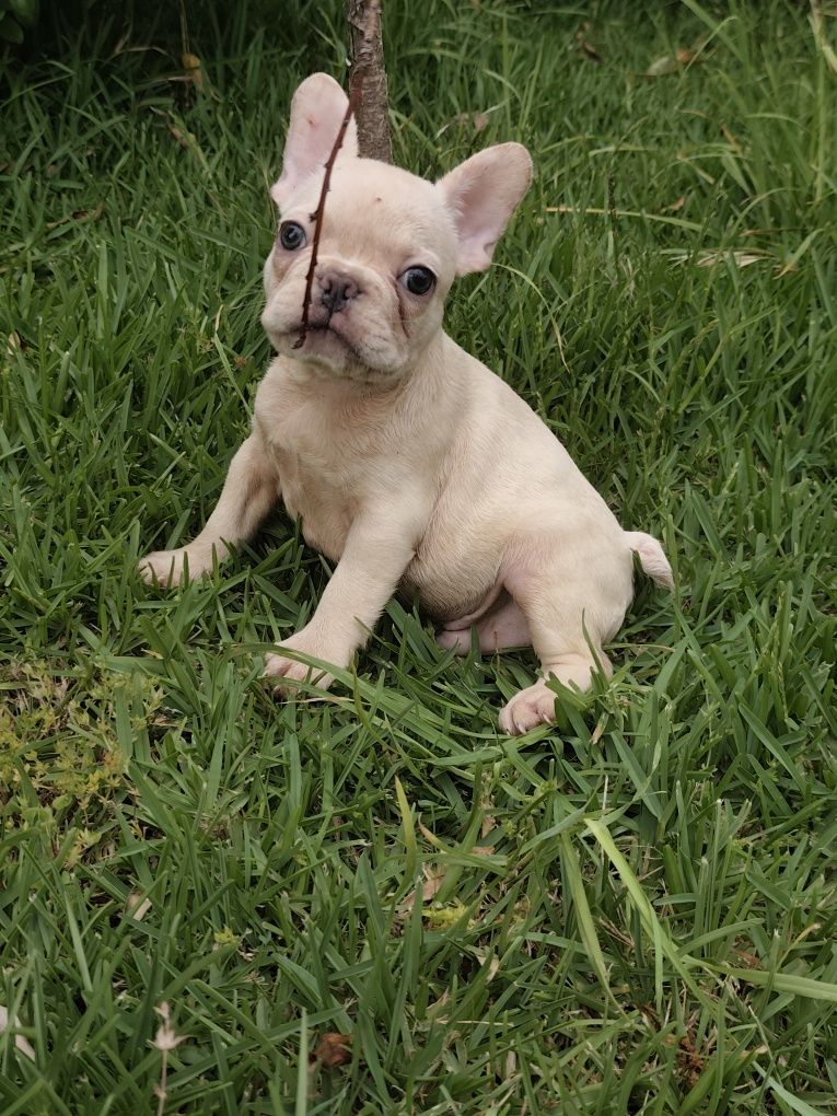 Buldogue francês macho