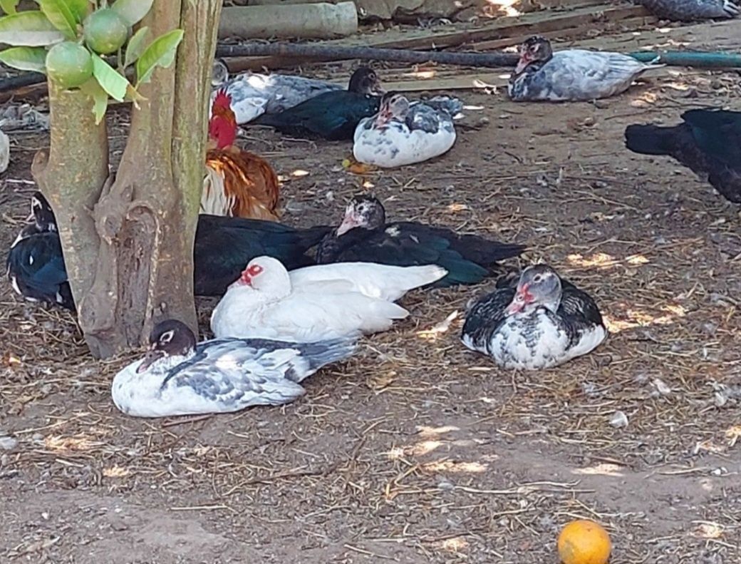 10 patos mudos com 4,5 e com 6,5 meses de idade