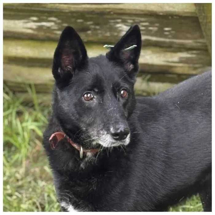 Пес в хорошие руки