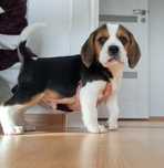 PIESEK Szczeniak Beagle