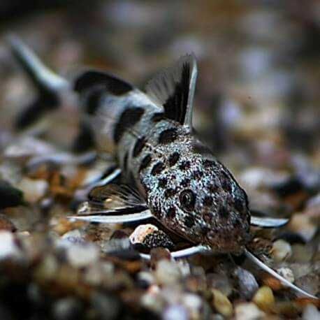 Giętkoząb czarnopłetwy - Synodontis petricola - mały sumik. Wysyłka